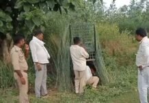 पिंजड़े में बंधी रही बकरी, तेंदुआ नहीं फंसा:शिवपुर में इलाके में दहशत बरकरार, वन विभाग का पकड़ने का प्रयास जारी