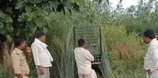पिंजड़े में बंधी रही बकरी, तेंदुआ नहीं फंसा:शिवपुर में इलाके में दहशत बरकरार, वन विभाग का पकड़ने का प्रयास जारी