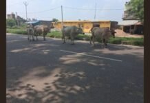 गोण्डा-कर्नलगंज हाईवे पर बेसहारा पशुओं का आतंक, सड़क पर बैठा रहता है मवेशियों का झुंड, हादसे का मंडरा रहा खतरा