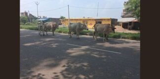 गोण्डा-कर्नलगंज हाईवे पर बेसहारा पशुओं का आतंक, सड़क पर बैठा रहता है मवेशियों का झुंड, हादसे का मंडरा रहा खतरा