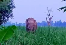 रमपुरवा और त्रिलोकी गोढ़ी में हाथियों ने कई बीघा फसलें:किसानों ने मुआवजे और सुरक्षा के लिए वन विभाग से गुहार लगाई