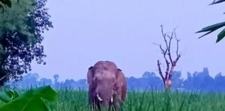 रमपुरवा और त्रिलोकी गोढ़ी में हाथियों ने कई बीघा फसलें:किसानों ने मुआवजे और सुरक्षा के लिए वन विभाग से गुहार लगाई