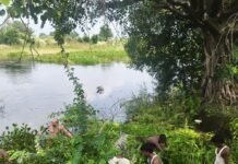 75 की उम्र में भी नदी बचाने का जुनून:भोधार निषाद खुद मनोरमा में उतरे, 50 ग्रामीणों ने एक दिन में 500 मीटर जलकुंभी हटाई