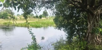 75 की उम्र में भी नदी बचाने का जुनून:भोधार निषाद खुद मनोरमा में उतरे, 50 ग्रामीणों ने एक दिन में 500 मीटर जलकुंभी हटाई