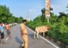 बाइक गौवंश से टकराई, चालक घायल; सड़क पर लगा जाम:घघौवा पुलिस ने घायल को प्राथमिक उपचार दिया, गाय को ट्रक के नीचे से निकाला