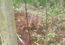 समौड़ा में ट्रांसफार्मर जला, चार दिन से सप्लाई ठप:मोबाइल चार्ज करने बाहर जा रहे लोग; विभाग को दी आंदोलन की चेतावनी