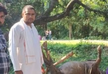 बिजली की चपेट में आई भैंस की मौत:परिवार पर टूटा दुखों का पहाड़, सरकारी मदद से नुकसान की भरपाई की उम्मीद