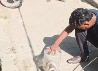 घर में निकला लंबा कोबरा, देखकर सहमे लोग:निचलौल के पकड़ी भारत खंड में मचा हड़कंप; सर्प रक्षक टीम ने सुरक्षित पकड़ा