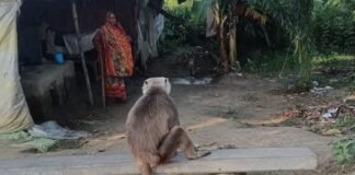 बस्ती में अज्ञात वाहन की टक्कर से बंदर घायल:कुत्तों से बचाने के बाद घंटों मशक्कत कर कराया इलाज, अब भी कर रहे रखवाली