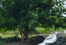 नाली का पानी जमा होने से गंदगी और बीमारियां फैल:पकरी जई में लोग परेशान, दूषित हो रहा हैंडपंप का पानी