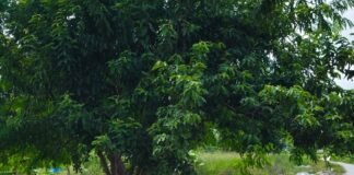 नाली का पानी जमा होने से गंदगी और बीमारियां फैल:पकरी जई में लोग परेशान, दूषित हो रहा हैंडपंप का पानी