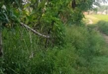 संपर्क मार्ग क्षतिग्रस्त, ग्रामीणों को परेशानी:रामपुर कटेल से इकौना जाने वाले रास्ते पर आवागमन बाधित
