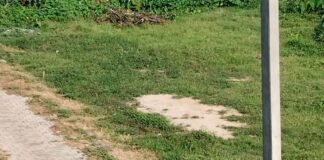 लेहरा कस्बे में मच्छरों का प्रकोप बढ़ा:बीमारियों का खतरा बढ़ा, लोग फॉगिंग और साफ-सफाई की मांग कर रहे हैं