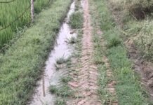 जलालपुर गांव में खड़ंजे पर घास और जलभराव:पैदल और दोपहिया वाहन से निकलना मुश्किल, ग्रामीणों ने की सफाई और जलनिकासी की मांग