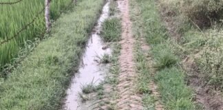 जलालपुर गांव में खड़ंजे पर घास और जलभराव:पैदल और दोपहिया वाहन से निकलना मुश्किल, ग्रामीणों ने की सफाई और जलनिकासी की मांग