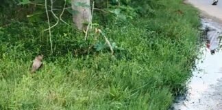 सोनौली में नाली जाम होने से सड़क पर जलभराव:गंदगी और बदबू से लोग परेशान, मच्छरों का प्रकोप बढ़ा