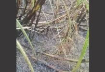 झूलते बिजली तारों से निकली चिंगारी ने जलाई 5 बीघा गन्ने की फसल, किसानों में आक्रोश
