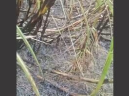 झूलते बिजली तारों से निकली चिंगारी ने जलाई 5 बीघा गन्ने की फसल, किसानों में आक्रोश