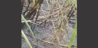 झूलते बिजली तारों से निकली चिंगारी ने जलाई 5 बीघा गन्ने की फसल, किसानों में आक्रोश