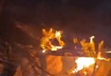 महराजगंज में पशुओं की घारी में आग:दो गायों की मौत, चार ट्रॉली भूसा जला; पशुपालक को दो लाख का नुकसान