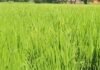 बारिश नहीं होने से धान की फसल सूखने लगी:गिलौला में 20-25 दिन से इंतजार, छोटे किसान कर्ज लेकर कर रहे सिंचाई