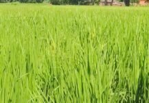 बारिश नहीं होने से धान की फसल सूखने लगी:गिलौला में 20-25 दिन से इंतजार, छोटे किसान कर्ज लेकर कर रहे सिंचाई