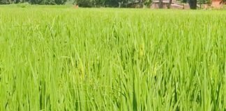 बारिश नहीं होने से धान की फसल सूखने लगी:गिलौला में 20-25 दिन से इंतजार, छोटे किसान कर्ज लेकर कर रहे सिंचाई