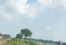 सड़क किनारे झाड़ियों से ग्रामीण परेशान:वाहन पास लेने में दिक्कत, पैदल चलने वालों को परेशानी; हादसे का डर, प्रशासन से सफाई की मांग
