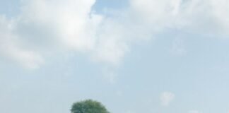 सड़क किनारे झाड़ियों से ग्रामीण परेशान:वाहन पास लेने में दिक्कत, पैदल चलने वालों को परेशानी; हादसे का डर, प्रशासन से सफाई की मांग
