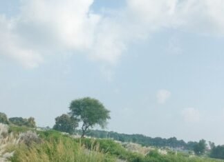 सड़क किनारे झाड़ियों से ग्रामीण परेशान:वाहन पास लेने में दिक्कत, पैदल चलने वालों को परेशानी; हादसे का डर, प्रशासन से सफाई की मांग