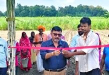 सिसवा में शरदकालीन गन्ने की बुवाई शुरू:ट्रेंच विधि से बोई गई को.लख.14201 प्रजाति
