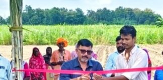 सिसवा में शरदकालीन गन्ने की बुवाई शुरू:ट्रेंच विधि से बोई गई को.लख.14201 प्रजाति