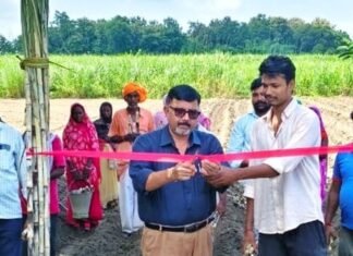 सिसवा में शरदकालीन गन्ने की बुवाई शुरू:ट्रेंच विधि से बोई गई को.लख.14201 प्रजाति
