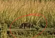 तालाब किनारे तेंदुए जैसे जानवर का VIDEO वायरल:ग्रामीणों में दहशत: वन विभाग ने फिशिंग कैट जैसा बताया; पैरों के निशान से होगी पहचान