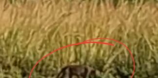 तालाब किनारे तेंदुए जैसे जानवर का VIDEO वायरल:ग्रामीणों में दहशत: वन विभाग ने फिशिंग कैट जैसा बताया; पैरों के निशान से होगी पहचान