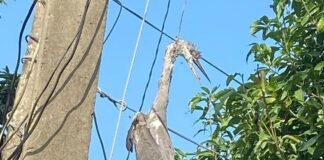 बढ़नी में ट्रांसफार्मर में फंसा पक्षी:ग्रामीणों ने बाहर निकालकर मिट्टी में दफनाया, लोगों को मिला जागरूकता का संदेश