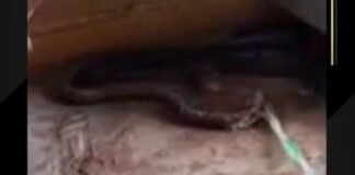 बस्ती के गंधार गांव में दीवार में मिला सांप:रात में बैटरी की रोशनी में दिखा