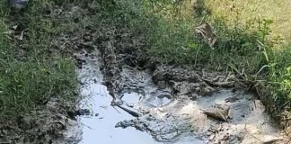 गिलौला में 200 मीटर सड़क गड्ढों में तब्दील:बागवानी पंचायत के गोसाईपुरवा में बारिश में निकलना मुश्किल, ग्रामीण परेशान