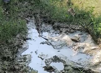 गिलौला में 200 मीटर सड़क गड्ढों में तब्दील:बागवानी पंचायत के गोसाईपुरवा में बारिश में निकलना मुश्किल, ग्रामीण परेशान