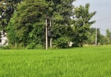 कप्तानगंज में 4 दिन से ट्रांसफार्मर खराब:धान की फसल पर संकट; खराब जगह लगा ट्रांसफार्मर, बदलने में भी दिक्कत
