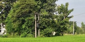 कप्तानगंज में 4 दिन से ट्रांसफार्मर खराब:धान की फसल पर संकट; खराब जगह लगा ट्रांसफार्मर, बदलने में भी दिक्कत