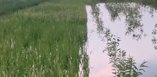श्रावस्ती के सहियापुर में बाढ़ का पानी घरों तक पहुंचा:धान की फसल डूबी, किसानों की चिंता बढ़ी, ग्रामीणों ने फसल नुकसान का सर्वे और राहत की मांग की
