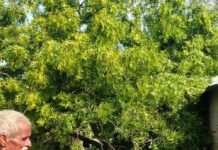 इकौना में रास्ते पर गिरा नीम का पेड़:भगवानपुर गांव में आवागमन ठप, ग्रामीणों को हो रही परेशानी