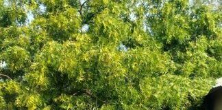 इकौना में रास्ते पर गिरा नीम का पेड़:भगवानपुर गांव में आवागमन ठप, ग्रामीणों को हो रही परेशानी