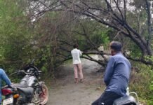 सिरसिया में यकघरवा-बेनीडिहवा मार्ग पर पेड़ गिरा:राप्ती नदी के पास तेज हवा से सड़क बंद, ग्रामीणों ने खुद रास्ता खोला