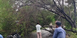 सिरसिया में यकघरवा-बेनीडिहवा मार्ग पर पेड़ गिरा:राप्ती नदी के पास तेज हवा से सड़क बंद, ग्रामीणों ने खुद रास्ता खोला