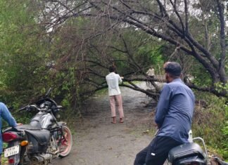 सिरसिया में यकघरवा-बेनीडिहवा मार्ग पर पेड़ गिरा:राप्ती नदी के पास तेज हवा से सड़क बंद, ग्रामीणों ने खुद रास्ता खोला
