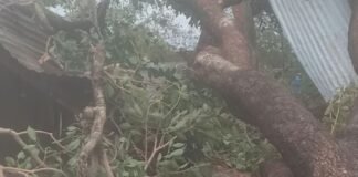 श्रावस्ती मेंघर पर पेड़ गिरा:परिवार बेघर, पड़ोसियों के बरामदे में काट रहा जीवन