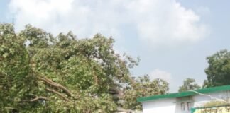 जमुनहा विद्यालय में विशाल पीपल गिरने से कक्षा धराशायी:कंपोजिट विद्यालय चौगोई में 60 बच्चों की क्लास तबाह, बिजली पोल-फर्नीचर भी टूटे