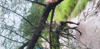 श्रावस्ती में तीन दिन की बारिश से पेड़ गिरे:आवागमन ठप, किसानों की फसलें बर्बाद; ग्रामीणों ने खुद रास्ते साफ किए